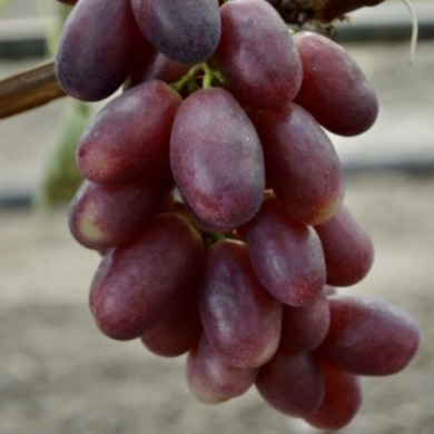 Столовый виноград "Бешевский"