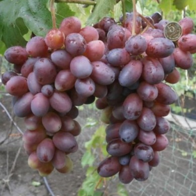 Столовый виноград "Бешевский" Столовый виноград "Бешевский"