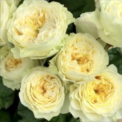 Роза чайно-гибридная "Гайд Парк" Hyde park