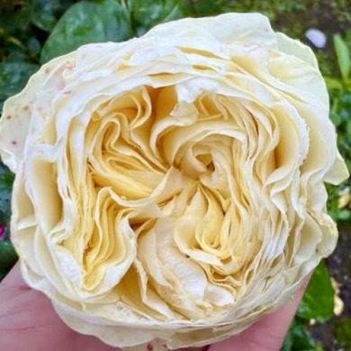 Роза чайно-гибридная "Гайд Парк" Hyde park