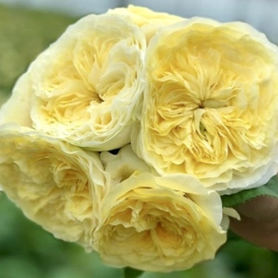 Роза чайно-гибридная "Гайд Парк" Hyde park