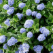 Цеанотус повзучий "Репенс" Repens (закритий корінь С3)