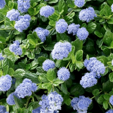 Цеанотус повзучий "Репенс" Repens (закритий корінь С3)