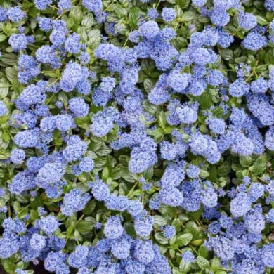 Цеанотус повзучий "Репенс" Repens (закритий корінь С3)