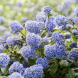 Цеанотус повзучий "Репенс" Repens (закритий корінь С3)
