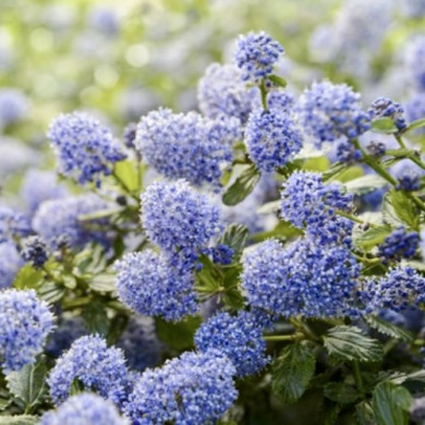 Цеанотус повзучий "Репенс" Repens (закритий корінь С3)