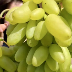 Виноград столовый "Маяк"