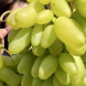 Виноград столовий "Маяк"