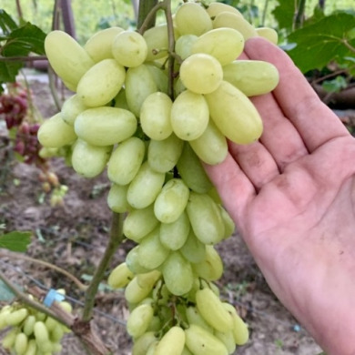 Виноград столовий "Маяк"