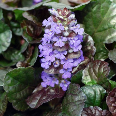 Живучка ползучая "Purple Brocade"