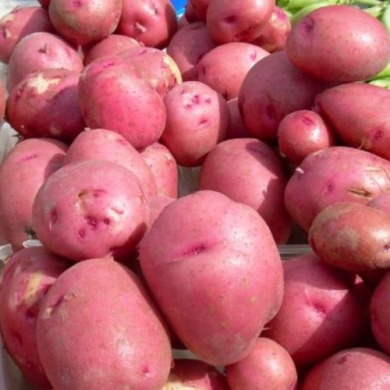 Семенной среднеранний картофель  "Эволюшн" (1 репродукция, для жарки, супов) 1кг
