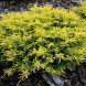 Ялівець горизонтальний "Лайм Глоу" Lime Glow D 15-25 (контейнер С3)