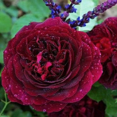 Троянда англійська "Munstead Wood"