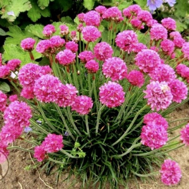 Армерія приморська "Розеа" Rosea (закритий корінь Р9)