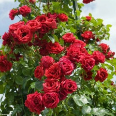 Троянда плетиста "Бельканто" (Belkanto)