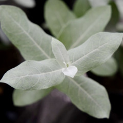 Эвкалипт шаровидный "Стикс" Styx (закрытый корень С2)