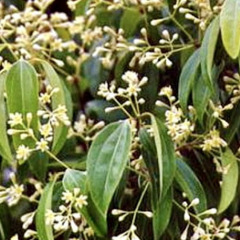 Колумбійська Кориця (закритий корінь С2)