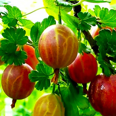 Крыжовник "Розовый Кулон"