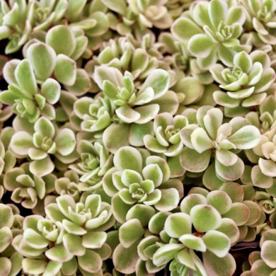 Очиток (седум) "Variegata" Вариегата