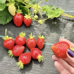 Полуниця "Аудж", ремонтантна, 5 шт