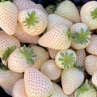 Клубника белая "Бьянка" (ремонтантный сорт) 5 шт