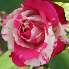 Роза чайно-гибридная "Сатина"
