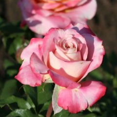 Роза чайно-гибридная "Сильвери Пинк" Silvery Pink