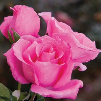 Роза чайно-гибридная "Зе Маккартни Роуз " The McCartney Rose