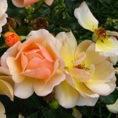 Троянда шраб "Амбер Сан" Amber Sun