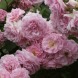 Роза шраб "Лавендер лесси" Lavender Lassie"