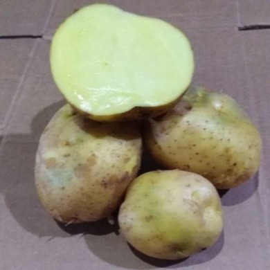 Семенной раннеспелый картофель "Кобза" (Элита, сорт универсального назначения) 1кг