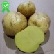 Семенной раннеспелый картофель "Кобза" (Элита, сорт универсального назначения) 1кг