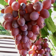 Виноград столовый "Киборг"