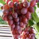 Виноград столовый "Киборг"