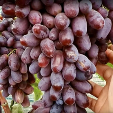 Виноград столовый "Киборг"