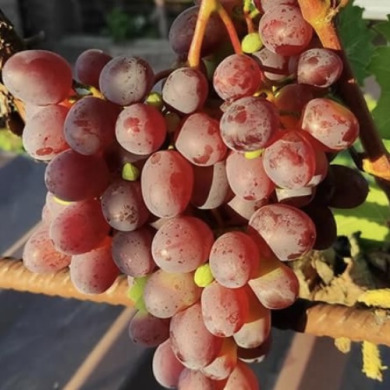 Виноград столовый "Киборг"