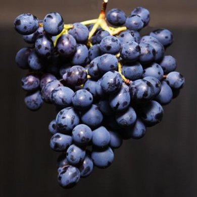 Виноград винный "Фиолетовый ранний"