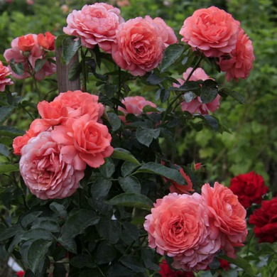 Роза флорибунда "Пинк абунданс" ( Pink Abundance)