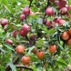 Яблуня дерево-сад "Ред чиф+Селесте"