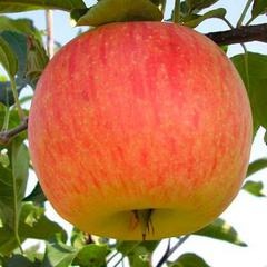 Яблуня дерево-сад "Ред чиф+Селесте"