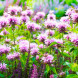 Монарда "Бьюти оф Кобхем" Beauty of Cobham 