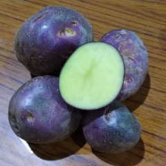 Насіннєва середньостигла картопля "Містерія" (1 репродукція, для варіння, смаження) 1кг 