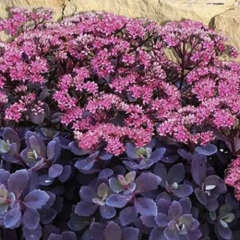 Очиток слива ослепляющая "Plum Dazzled"