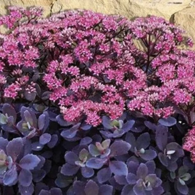 Очиток слива ослепляющая "Plum Dazzled"