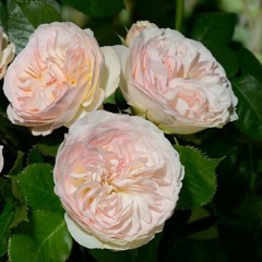 Роза флорибунда  "Пастелла" Pastella
