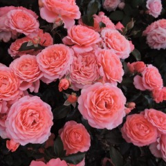 Роза флорибунда "Пинк абунданс" ( Pink Abundance)