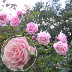 Роза плетистая "Блоссомтайм" Blossomtime