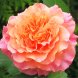 Роза плетистая "Вестерленд" Westerland