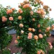 Роза плетистая "Вестерленд" Westerland