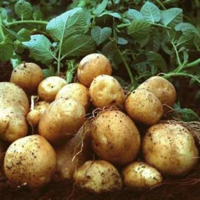 Семенной ранний картофель "Киммерия" (Элита, универсального назначения) 1кг